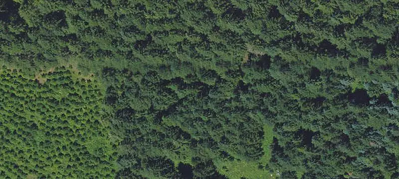 Timbered Agricultural Land