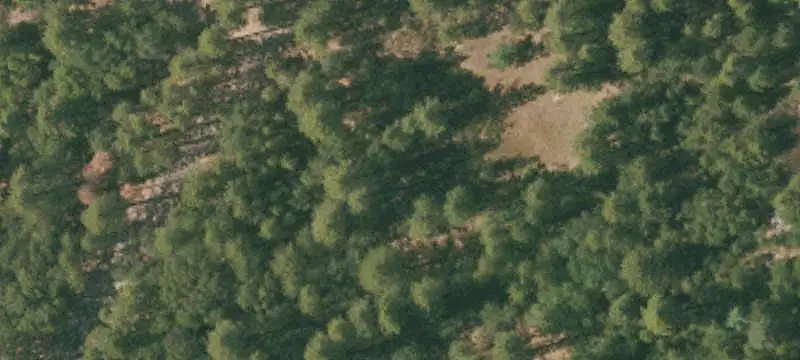 Forested Agricultural Land