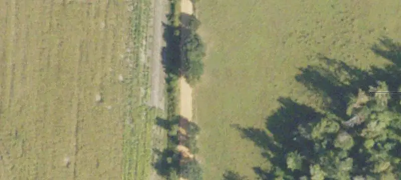 Pine-Covered Land Tract