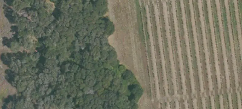 Wine Grape Vineyard