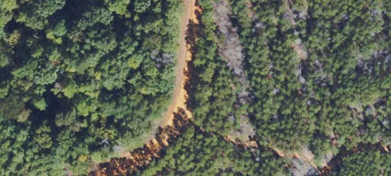 Managed Pine Hunting Land
