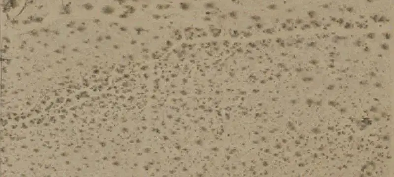 Desert Land Parcel