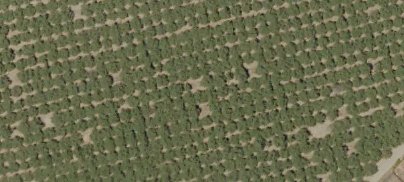 Almond Farm with Rental Improvements