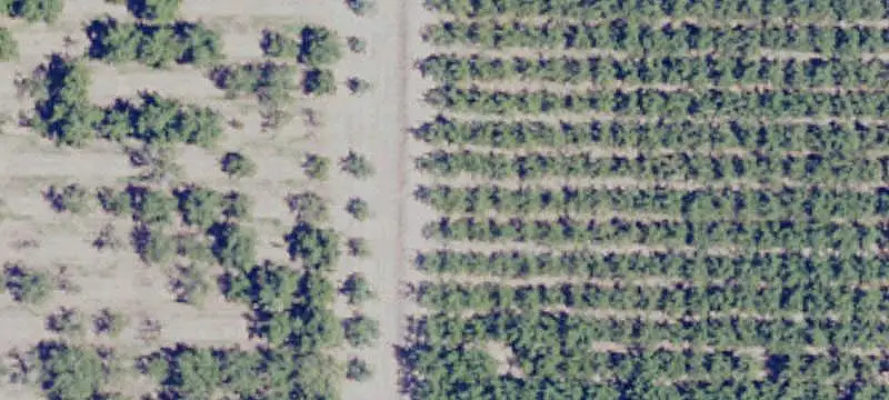 Contiguous Walnut Orchard Farm