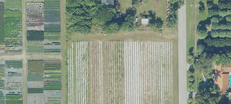 Palm Tree Farm with Airstrip