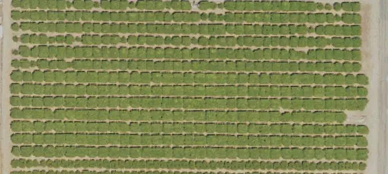 Established Chandler Walnut Farm