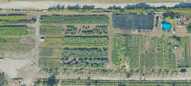Agricultural Land with Palm Cultivation