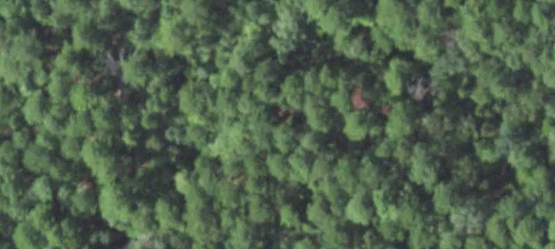 Pine Plantation Farmland