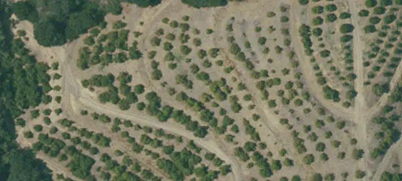 Hass Avocado Farm with Residence