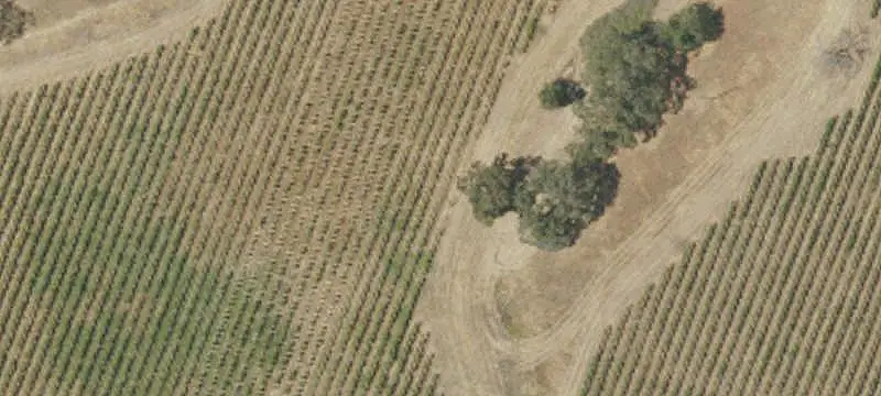 Vineyard with Cold Storage