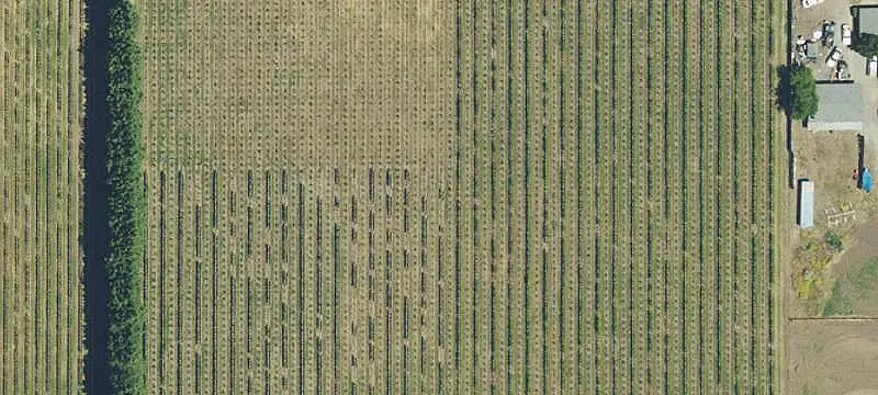 Established Vineyard Operation
