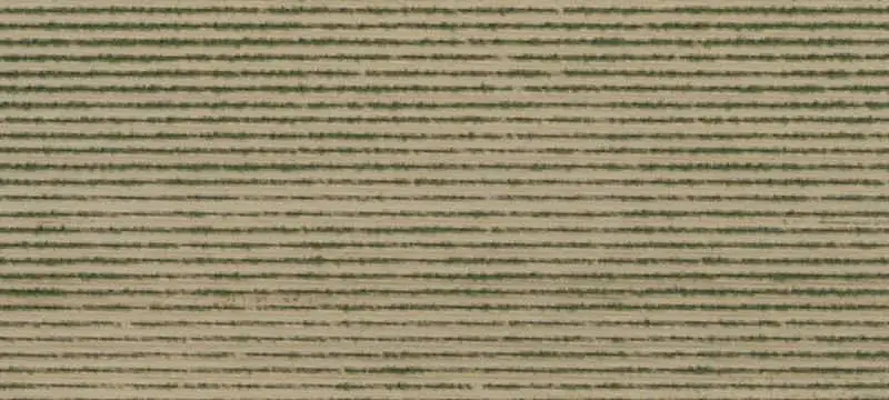Furrow-Irrigated Vineyard