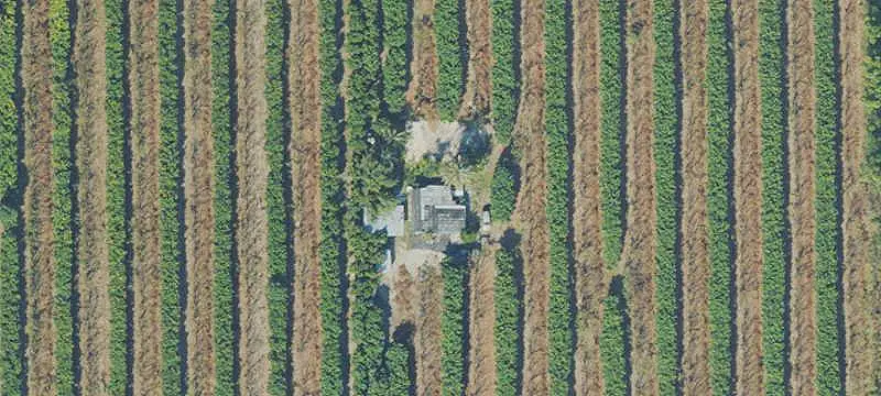 Longan Orchard Farmland