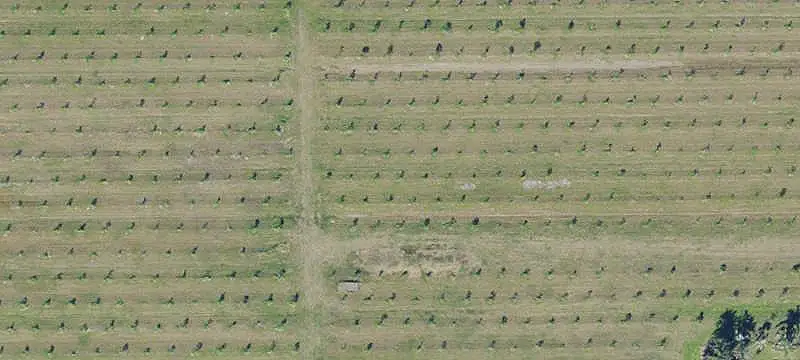 Fenced Mango Farm