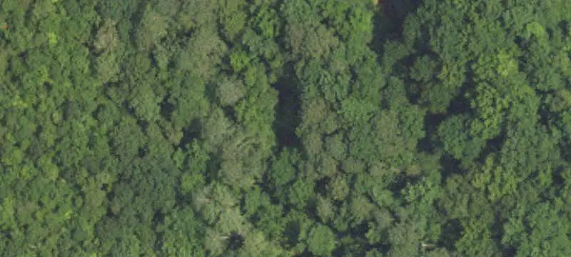 Hunting Land with Marketable Timber