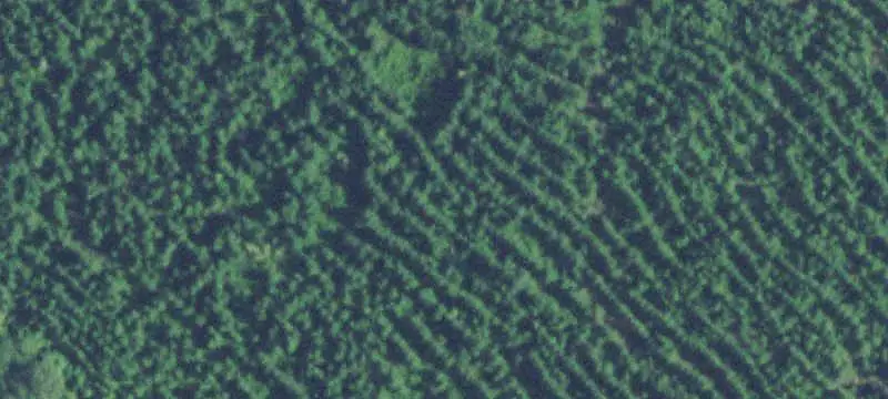 Timbered Agricultural Land