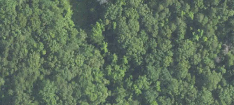 Wooded Land Parcel