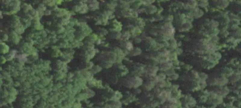Wooded Hunting Land