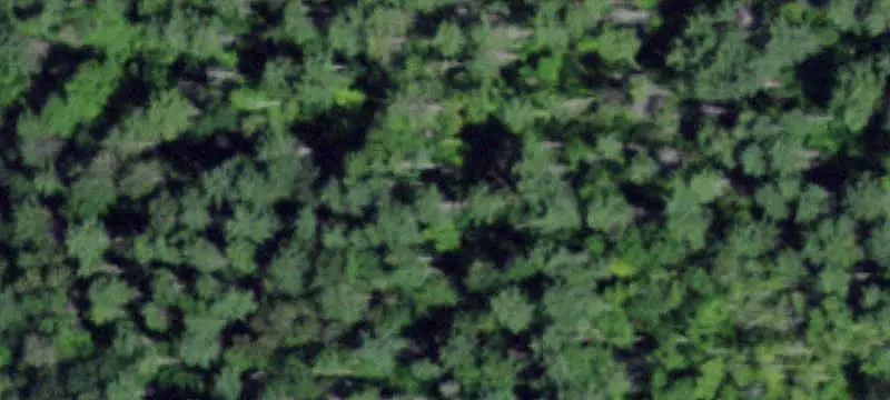 Forested Agricultural Land