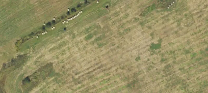 Swine Production Farm