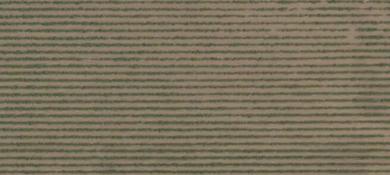 Vineyard With Multiple Vine Blocks