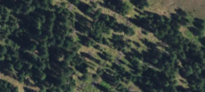 Treed Land Parcel