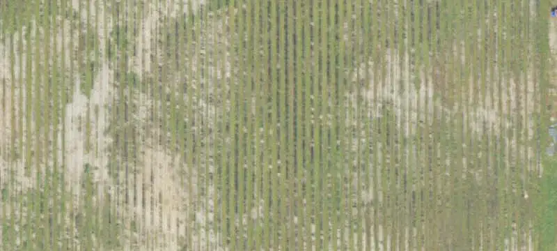 Blueberry Farm with Irrigation