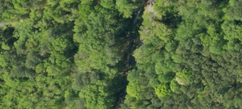 Wooded Land Tract