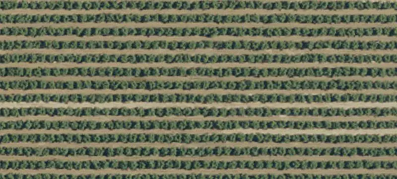 Almond and Grape Farm
