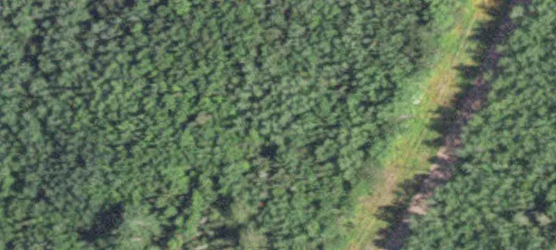 Timbered Hunting Land
