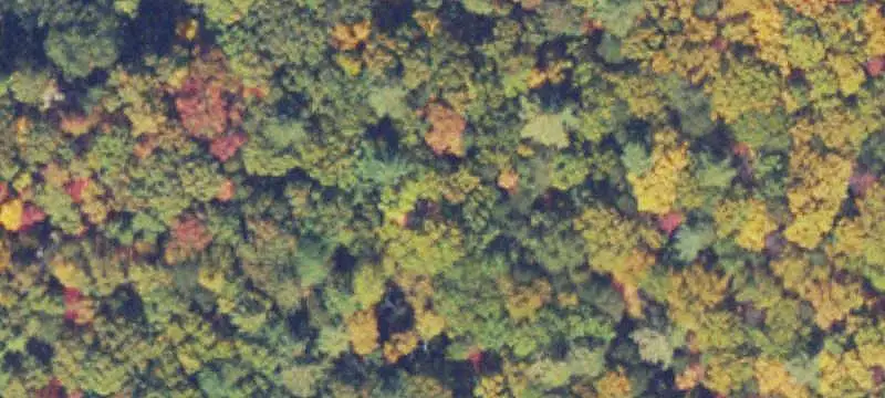Wooded Rural Land