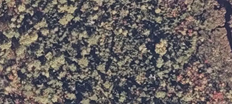 Wooded Land with Campsite Clearing