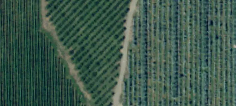 Irrigated Agricultural Land