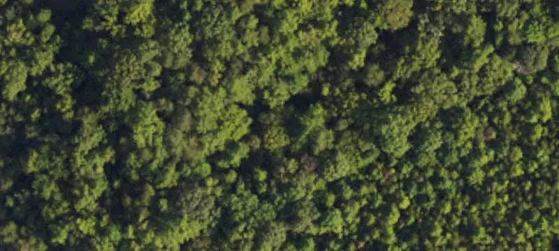 Loblolly Pine Hunting Land