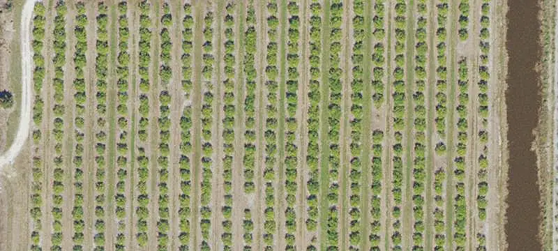 Citrus and Tropical Fruit Farm