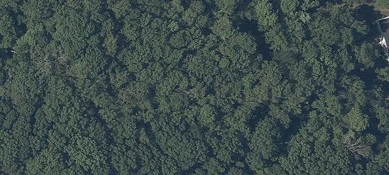 Wooded Commercial Land