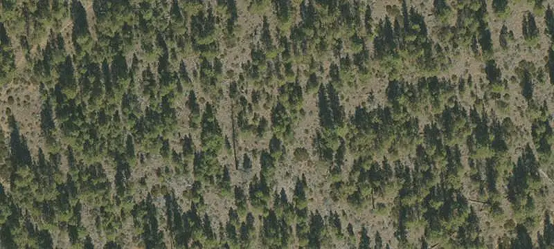 Contiguous Tree Farm and Recreation Land