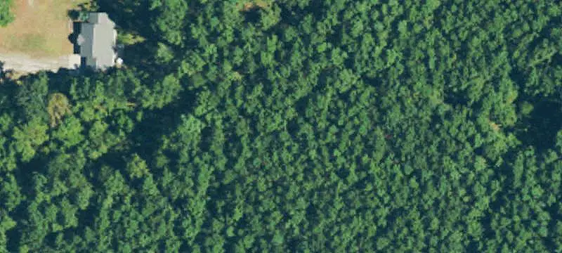 Pasture and Pine Farmland