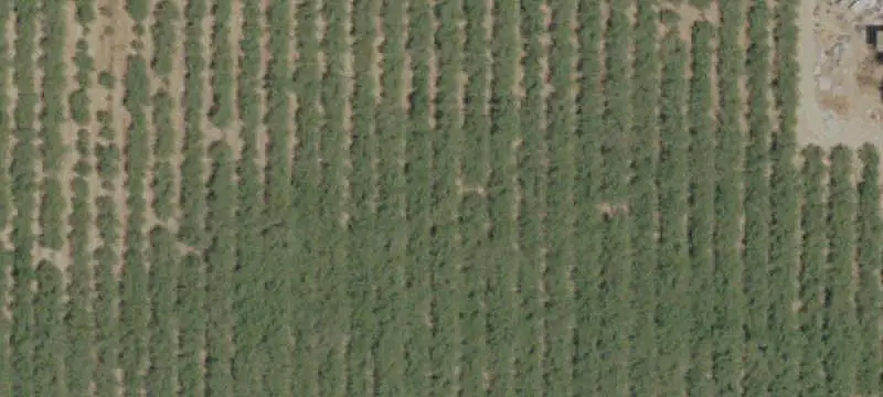 Agricultural Land with Orchard