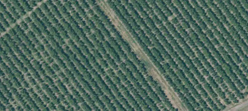 Pinot Grigio Vineyard Lease