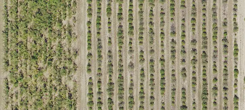 Producing Orange Grove Farm