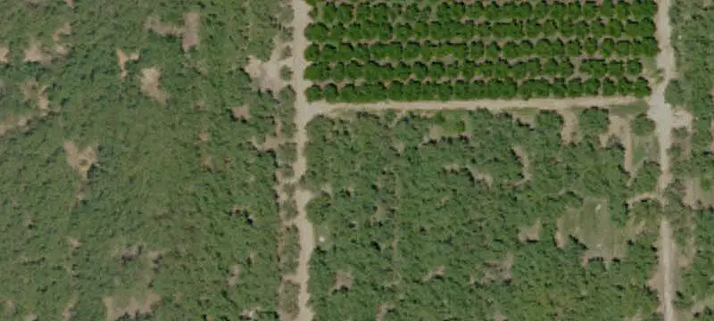Almond and Peach Farm