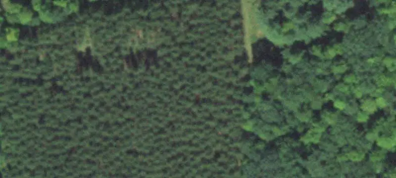 Wooded Hunting Land