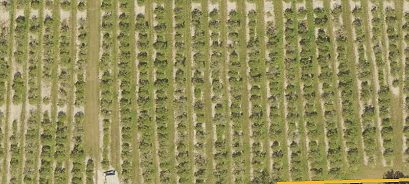 Citrus Grove Farm