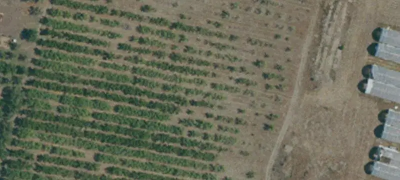Agricultural Farm with Apple Orchard