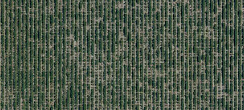 Established Chardonnay Vineyard