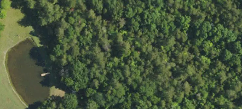 Wooded Land Tract