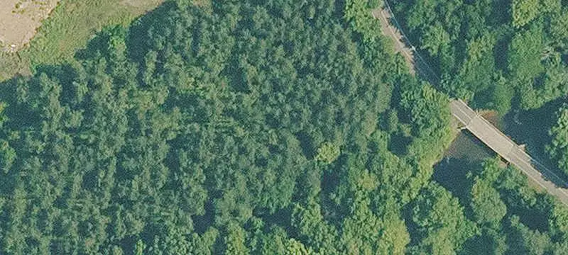 Pine Tree Farm