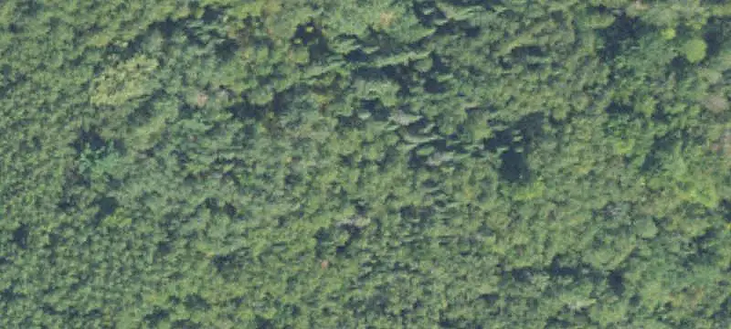 Hunting Land with Mature Hardwoods