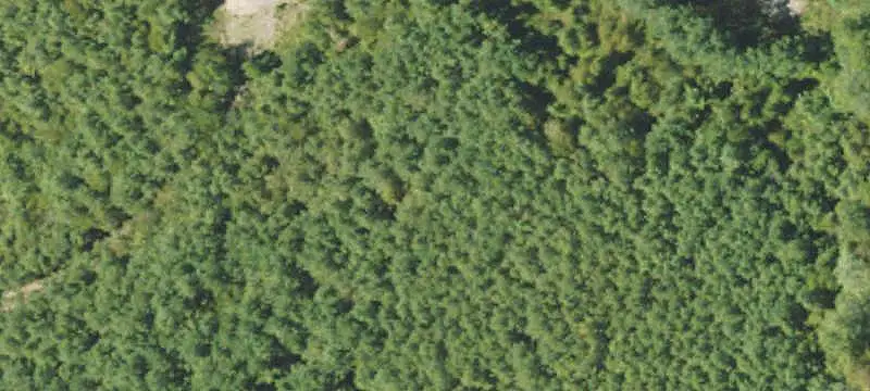 Gated Hunting Land with Planted Pines